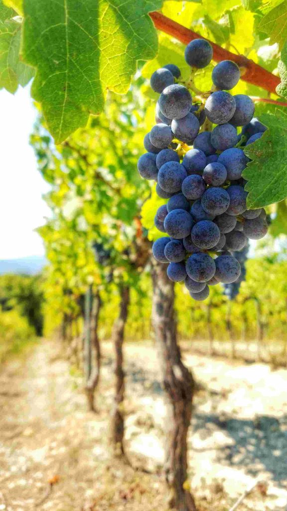 grapes on a vine at a vineyard